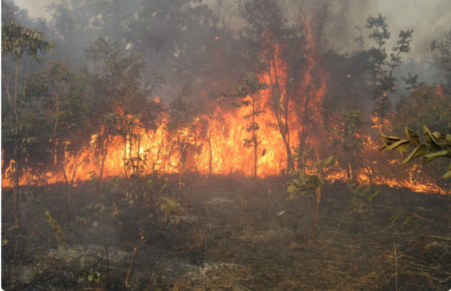 Incendie dans la forêt de Popenguine : Les riverains craignent l’intrusion des serpents