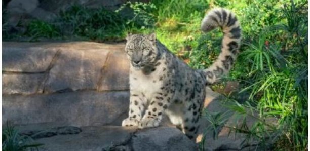 Un léopard des neiges testé positif au Covid dans un zoo américain