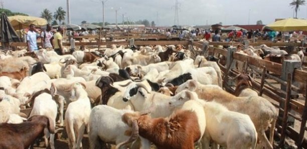 Tabaski à Kolda : 5000 moutons disponibles sur les 8000 attendus