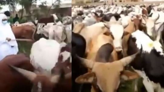Sokhna Aida-Magal 2021: Des milliers de bœufs convoyés depuis le Mali…(vidéo)