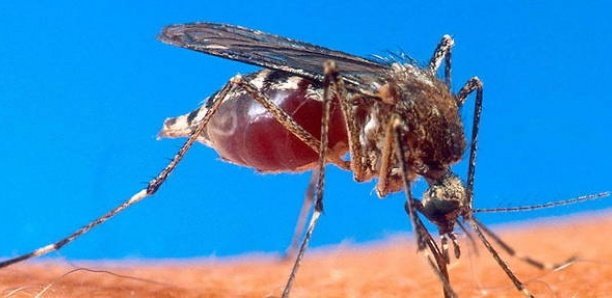 Plus de 536 000 cas et 373 décès en 2021 : les chiffres toujours effarants du paludisme